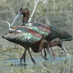 White-faced Ibis